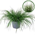 Afbeelding van VP Pennisetum Hameln P19